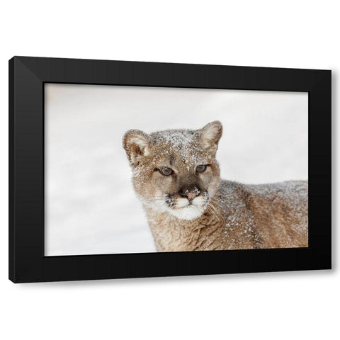 Juvenile mountain lion in deep winter snow-controlled situation-Montana-Puma concolor Black Modern Wood Framed Art Print by Jones, Adam