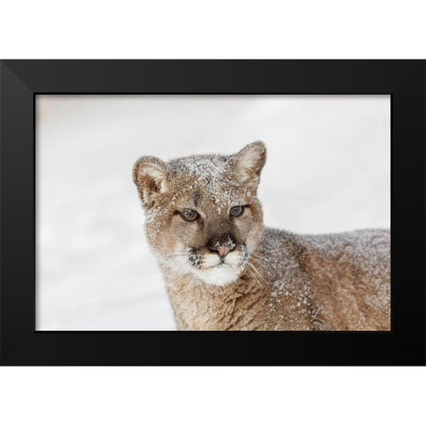 Juvenile mountain lion in deep winter snow-controlled situation-Montana-Puma concolor Black Modern Wood Framed Art Print by Jones, Adam