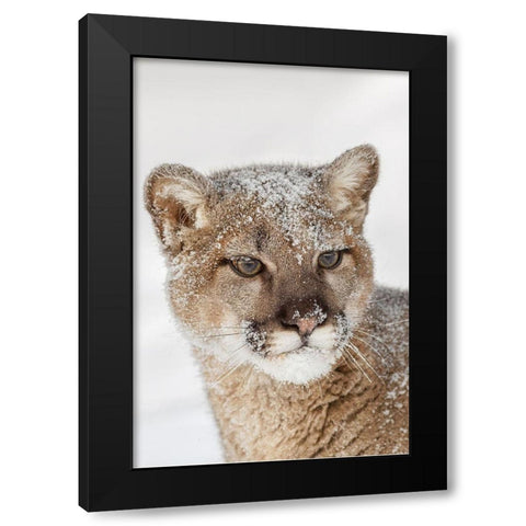 Juvenile mountain lion in deep winter snow-controlled situation-Montana-Puma concolor Black Modern Wood Framed Art Print by Jones, Adam
