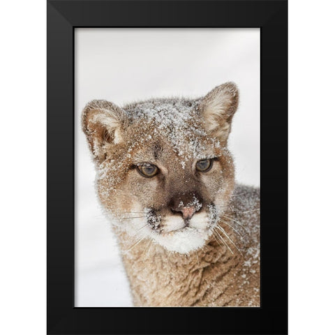 Juvenile mountain lion in deep winter snow-controlled situation-Montana-Puma concolor Black Modern Wood Framed Art Print by Jones, Adam