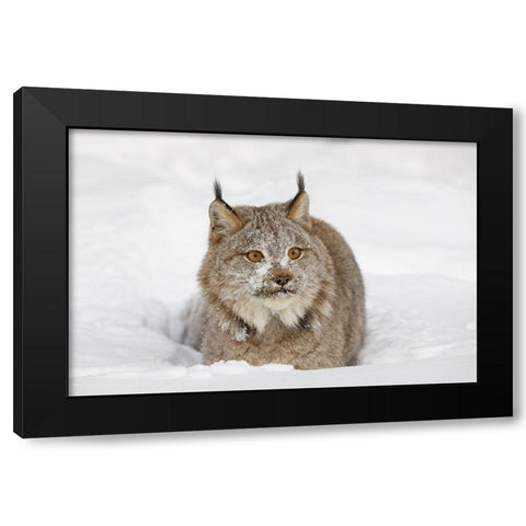 Eurasian lynx in winter-controlled situation-Lynx lynx Black Modern Wood Framed Art Print by Jones, Adam