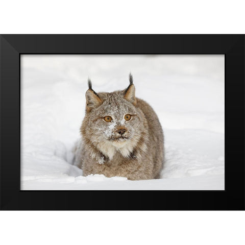 Eurasian lynx in winter-controlled situation-Lynx lynx Black Modern Wood Framed Art Print by Jones, Adam