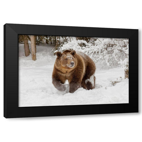 Grizzly bear in deep winter snow-Ursus arctic-controlled situation-Montana Black Modern Wood Framed Art Print by Jones, Adam