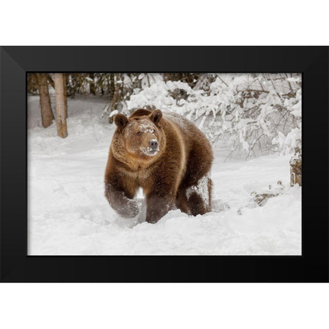 Grizzly bear in deep winter snow-Ursus arctic-controlled situation-Montana Black Modern Wood Framed Art Print by Jones, Adam