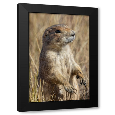 Black-tailed prairie dog-Greycliff Prairie Dog Town State Park-near Livingston-Montana Black Modern Wood Framed Art Print by Jones, Adam