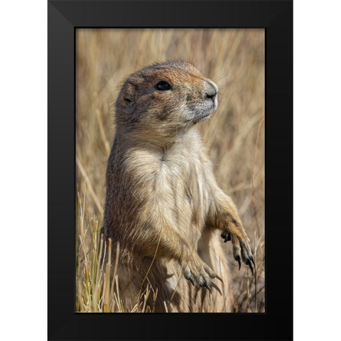 Black-tailed prairie dog-Greycliff Prairie Dog Town State Park-near Livingston-Montana Black Modern Wood Framed Art Print by Jones, Adam
