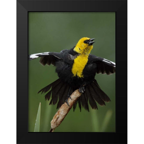 MT, Great Falls Yellow-headed blackbird sings Black Modern Wood Framed Art Print by Morris, Arthur