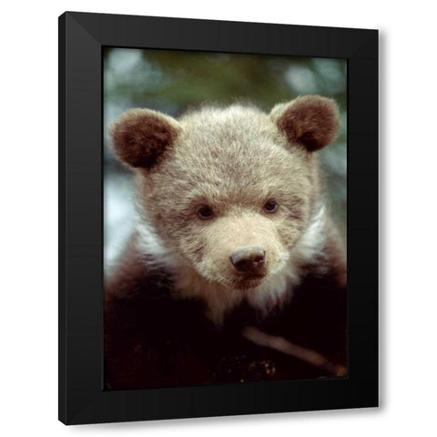 Montana, Rescued grizzly bear cub Black Modern Wood Framed Art Print with Double Matting by Zuckerman, Jim