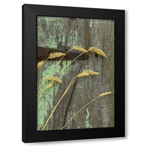 USA, Montana Grasses on old fence of a homestead Black Modern Wood Framed Art Print by Rotenberg, Nancy