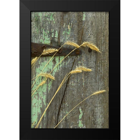 USA, Montana Grasses on old fence of a homestead Black Modern Wood Framed Art Print by Rotenberg, Nancy