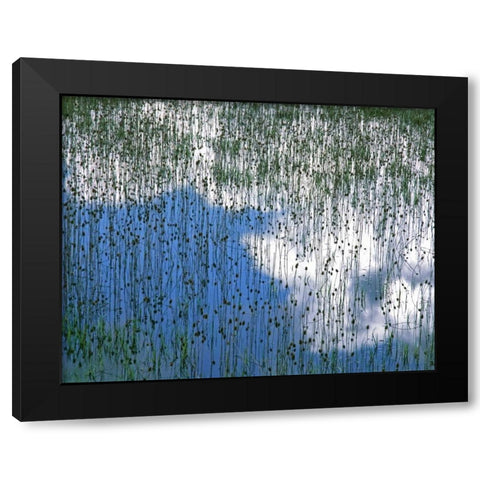MT, Glacier NP Reflection of teasels and clouds Black Modern Wood Framed Art Print with Double Matting by Terrill, Steve