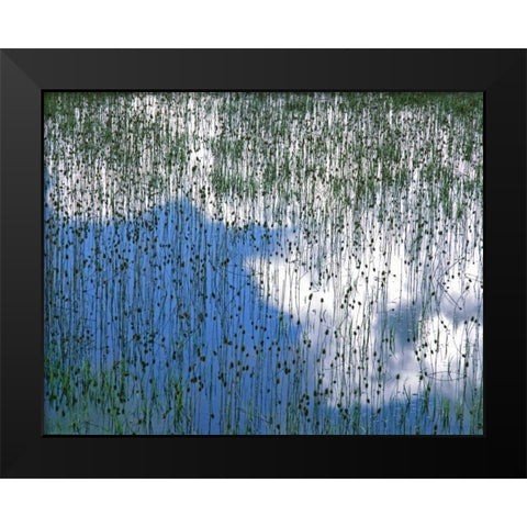 MT, Glacier NP Reflection of teasels and clouds Black Modern Wood Framed Art Print by Terrill, Steve