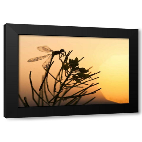 MT, Lee Metcalf NWR Silhouette of damselfly Black Modern Wood Framed Art Print with Double Matting by Rotenberg, Nancy