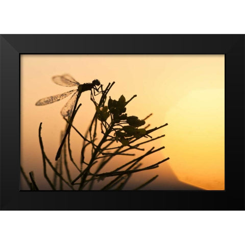 MT, Lee Metcalf NWR Silhouette of damselfly Black Modern Wood Framed Art Print by Rotenberg, Nancy