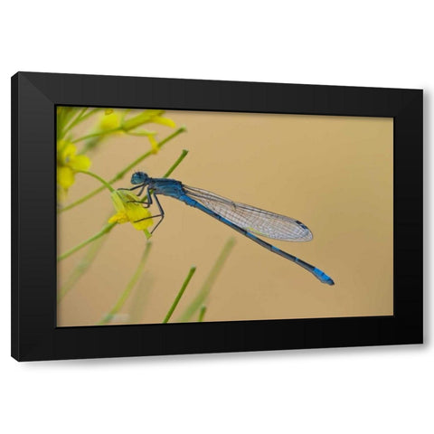 MT, Lee Metcalf NWR Blue damselfly on plant Black Modern Wood Framed Art Print with Double Matting by Rotenberg, Nancy