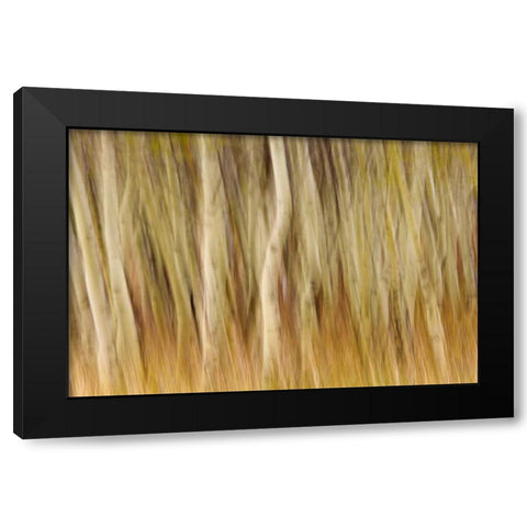 USA, Montana Abstract of aspen forest Black Modern Wood Framed Art Print with Double Matting by Paulson, Don