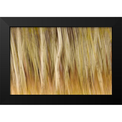 USA, Montana Abstract of aspen forest Black Modern Wood Framed Art Print by Paulson, Don