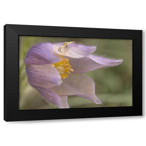 MT, Crab spider on a pasque flower Black Modern Wood Framed Art Print by Paulson, Don