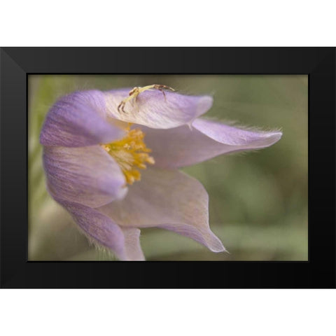 MT, Crab spider on a pasque flower Black Modern Wood Framed Art Print by Paulson, Don