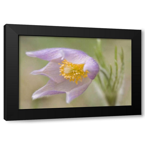 Montana, Pine Butte Guest Ranch Pasque flower Black Modern Wood Framed Art Print with Double Matting by Paulson, Don