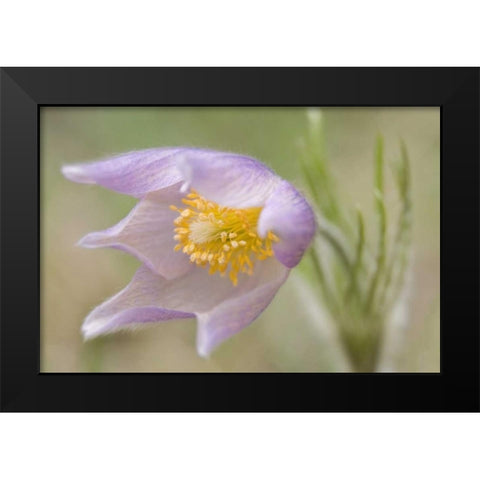 Montana, Pine Butte Guest Ranch Pasque flower Black Modern Wood Framed Art Print by Paulson, Don