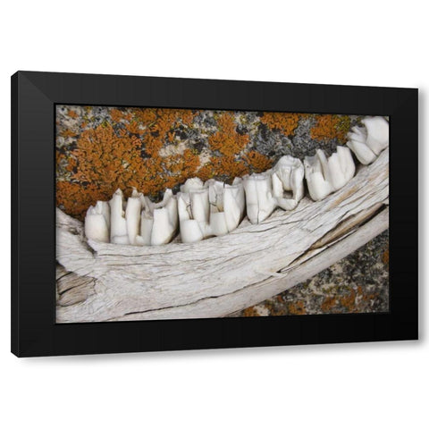 MT Weathered jaw bone of deer and lichen on rock Black Modern Wood Framed Art Print with Double Matting by Paulson, Don