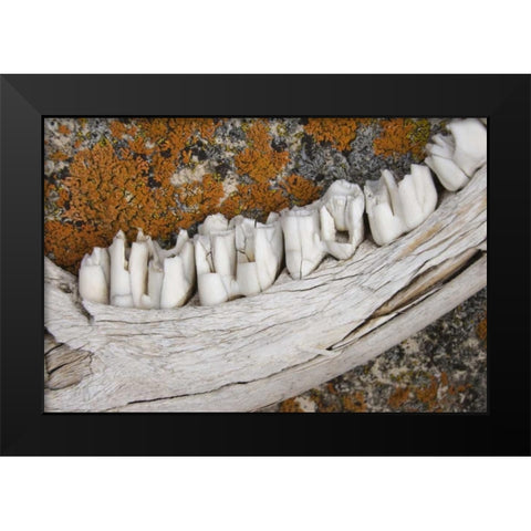 MT Weathered jaw bone of deer and lichen on rock Black Modern Wood Framed Art Print by Paulson, Don