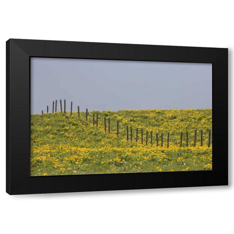 MT, Rocky Mts Balsamroot in field with fence Black Modern Wood Framed Art Print by Paulson, Don