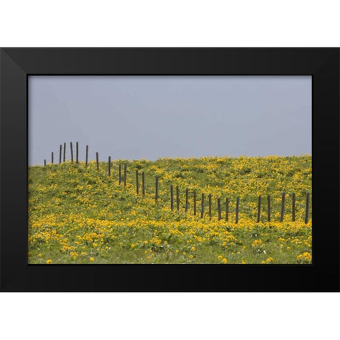 MT, Rocky Mts Balsamroot in field with fence Black Modern Wood Framed Art Print by Paulson, Don
