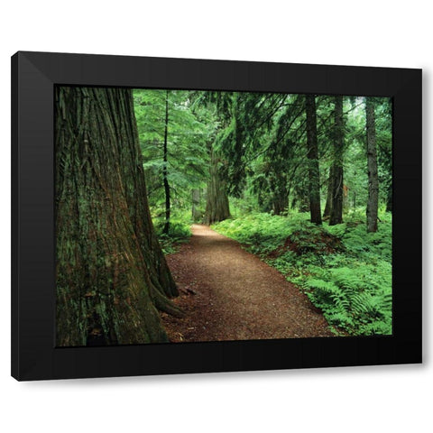 MT, Kootenai NF Trail amid ferns and cedar trees Black Modern Wood Framed Art Print with Double Matting by Flaherty, Dennis