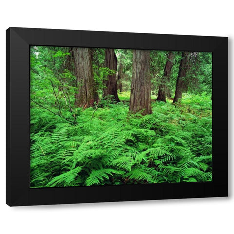 MT, Kootenai NF, Lush ferns and cedar trees Black Modern Wood Framed Art Print with Double Matting by Flaherty, Dennis