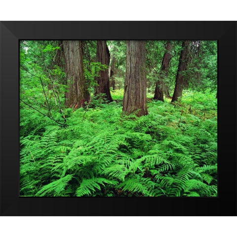 MT, Kootenai NF, Lush ferns and cedar trees Black Modern Wood Framed Art Print by Flaherty, Dennis