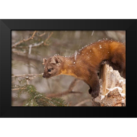 USA, Montana Pine marten, Martes americana Black Modern Wood Framed Art Print by Illg, Cathy and Gordon