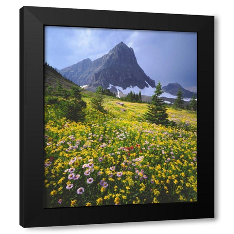 Montana, Glacier NP Wildflowers Black Modern Wood Framed Art Print with Double Matting by Talbot Frank, Christopher
