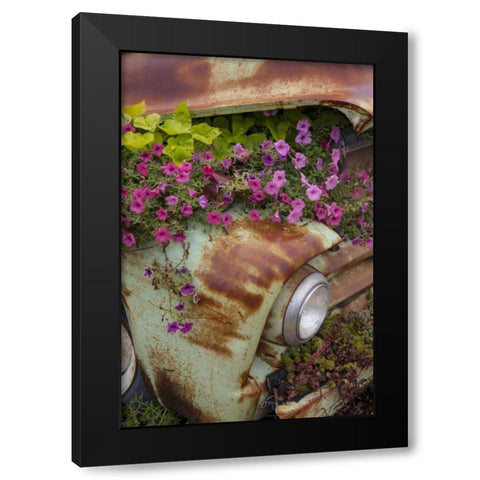 MT, Columbia Falls Petunias growing from a car Black Modern Wood Framed Art Print with Double Matting by Grall, Don