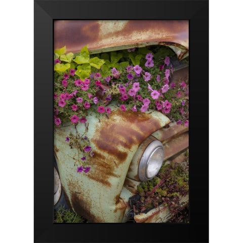MT, Columbia Falls Petunias growing from a car Black Modern Wood Framed Art Print by Grall, Don