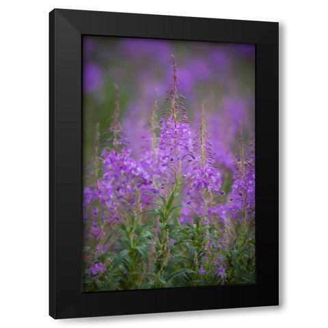 USA, Montana, Glacier NP Wild fireweed blossoms Black Modern Wood Framed Art Print by Grall, Don