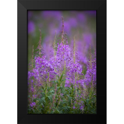 USA, Montana, Glacier NP Wild fireweed blossoms Black Modern Wood Framed Art Print by Grall, Don