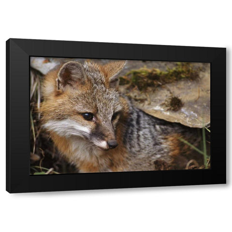Montana, Kalispell Gray fox Black Modern Wood Framed Art Print with Double Matting by Bush, Marie