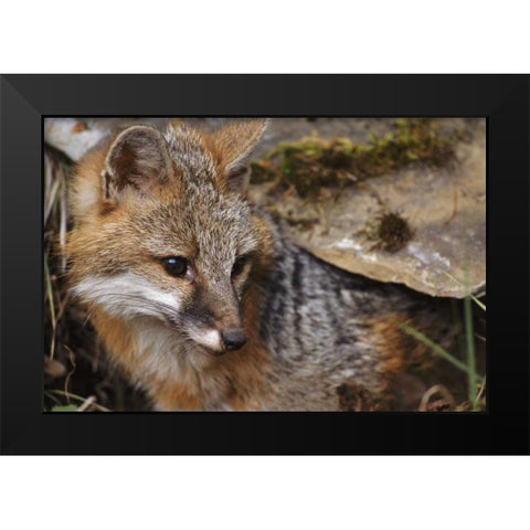 Montana, Kalispell Gray fox Black Modern Wood Framed Art Print by Bush, Marie