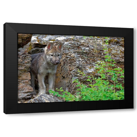 Montana Red fox pup close-up in controlled environment Black Modern Wood Framed Art Print by Jaynes Gallery