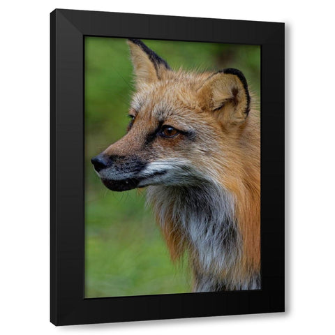 Montana Red fox close-up in controlled environment Black Modern Wood Framed Art Print by Jaynes Gallery