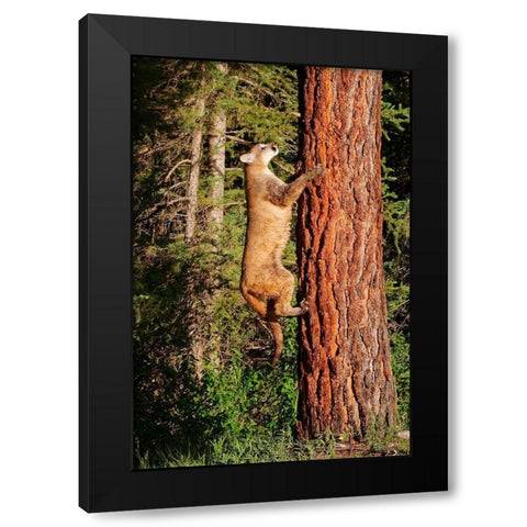 Montana Juvenile mountain lion climbing tree Black Modern Wood Framed Art Print with Double Matting by Jaynes Gallery