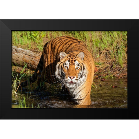 Montana Siberian tiger in controlled environment Black Modern Wood Framed Art Print by Jaynes Gallery