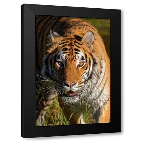 Montana Siberian tiger in controlled environment Black Modern Wood Framed Art Print with Double Matting by Jaynes Gallery