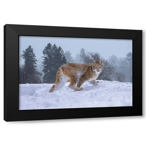 USA- Montana. Captive bobcat in snow. Black Modern Wood Framed Art Print with Double Matting by Jaynes Gallery