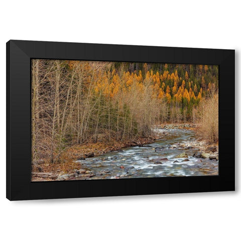 Bear Creek in autumn in the Flathead National Forest-Montana-USA Black Modern Wood Framed Art Print by Haney, Chuck