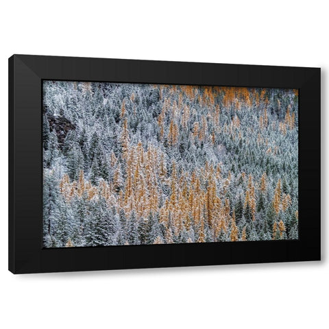 Fresh snowfall on autumn larch trees on Columbia Mountain in Columbia Falls-Montana-USA Black Modern Wood Framed Art Print by Haney, Chuck