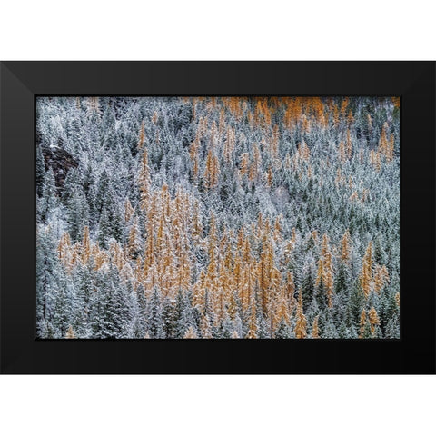 Fresh snowfall on autumn larch trees on Columbia Mountain in Columbia Falls-Montana-USA Black Modern Wood Framed Art Print by Haney, Chuck