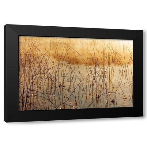 Icy reeds at sunrise on cold morning at Spencer Lake near Whitefish-Montana-USA Black Modern Wood Framed Art Print by Haney, Chuck